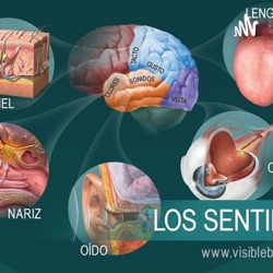 LOS ÓRGANOS DE LOS SENTIDOS