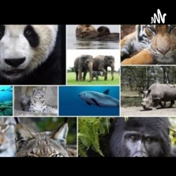 "Animales en peligro de extinción"