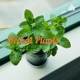 Herbal plants: types, uses