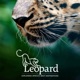 Leopard: Exploring Africa's Best Destinations