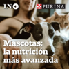 Mascotas: la nutrición más avanzada - LA NACION