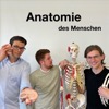 Anatomie des Menschen