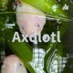 Hier kann man was über Tiere lernen 90%von dem axolotl