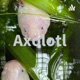 Axolotl