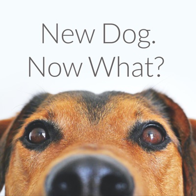 New Dog. Now What? New Dog. Now What?