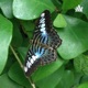 Ep 1 - Killer Cuties: The Milkweed Butterfly and The Kissing Bug