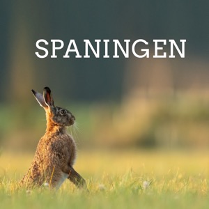 Spaningen