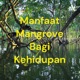 Manfaat Mangrove Bagi Kehidupan