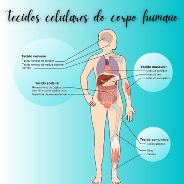 Tecidos do corpo humano 