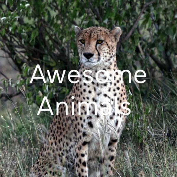 Awesome Animals 