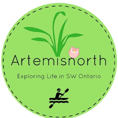 artemisnorth