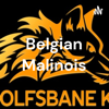 Belgian Malinois - wolfsbanek9