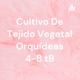 Cultivo De Tejido Vegetal Orquídeas 4-B tB