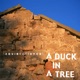 A Duck in a Tree 2025-06-07 | The Fleeting Red, the Clouds’ Far Edge