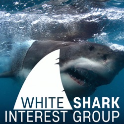 White Shark Interest Group Podcast Ep#006 - SURFING WITH SHARKS with Brandon Kilbride