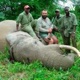 Caza Animal