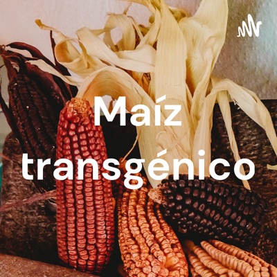 Maíz transgénico