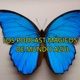  Los Podcast Mágicos