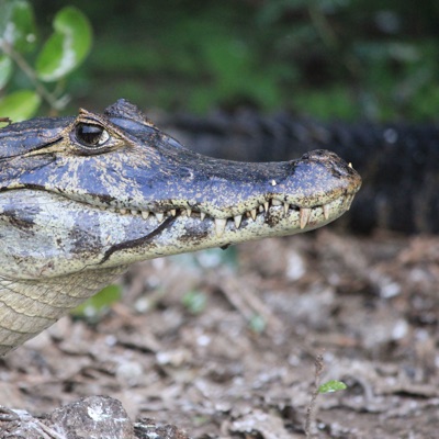 PODCAST PANTANAL