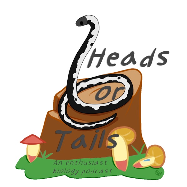 Heads Or Tails