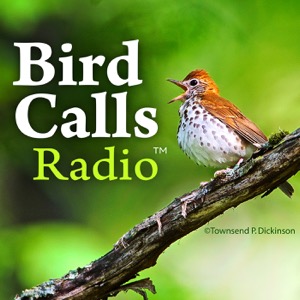 BirdCallsRadio