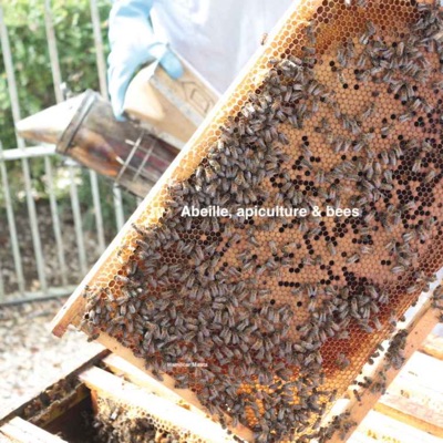 Abeille, Apiculture & Bees:Habib François-Chalabi