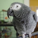 Parrots Using Video Chat to Keep in Touch