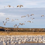 Using Machine Learning to Forecast Bird Migration