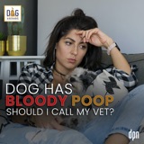 Dog Has Bloody Poop: Should I Call My Vet? | Dr. Nancy Reese