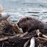 How do animals build their homes?