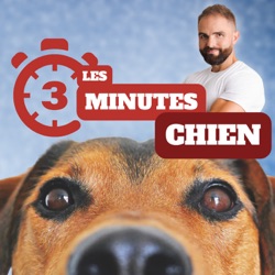 3 minutes chiens