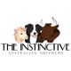 The Instinctive Australian Shepherd