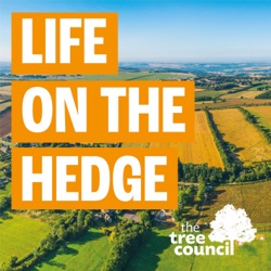 Life On The Hedge