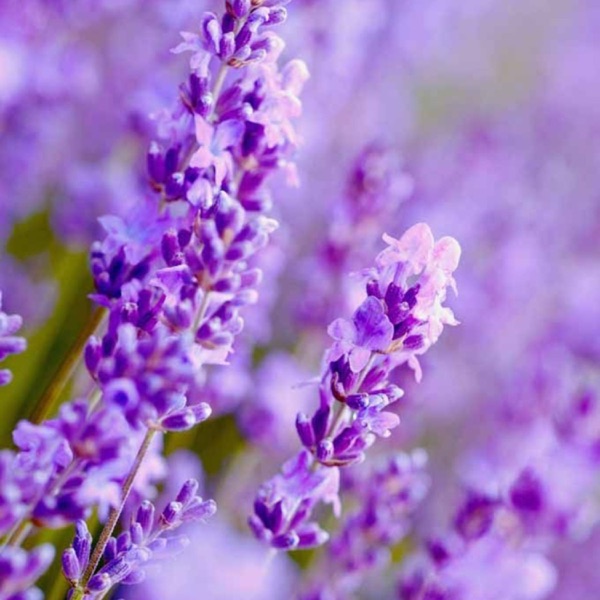 Lavender