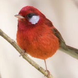 The Red Warbler: Mexico’s Little Red Queen