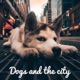 독스 앤 더시티 (Dogs and the city)