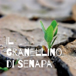 Il Granellino di Senapa