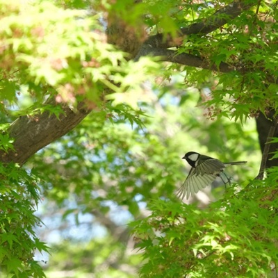 公園の朝散歩より:ｋｏｔｏｒｉｎｏバァバ