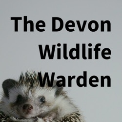 Devon Wildlife Warden Episode 2: Churchyards, Bees and Bugs