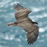 BirdNoir – Dial E for Eagle
