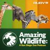 Amazing Wildlife: A San Diego Zoo Podcast - iHeartPodcasts