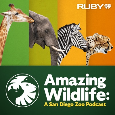 Amazing Wildlife: A San Diego Zoo Podcast:iHeartPodcasts