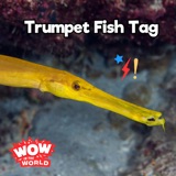 Trumpet Fish Tag (1/1/24)