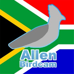 Allen birdcam's relaxing sounds