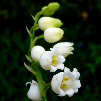 Iglesia El Lirio de Los Valles