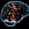 La neurociencia cognitiva.(Ruth Adames). - Ruth Adames