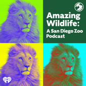 Amazing Wildlife: A San Diego Zoo Podcast - iHeartPodcasts