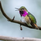 Bumblebee Hummingbird: The Mexican Buzzer