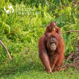 Local Guides and Orangutans
