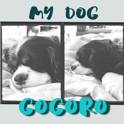 My Dog Gogoro